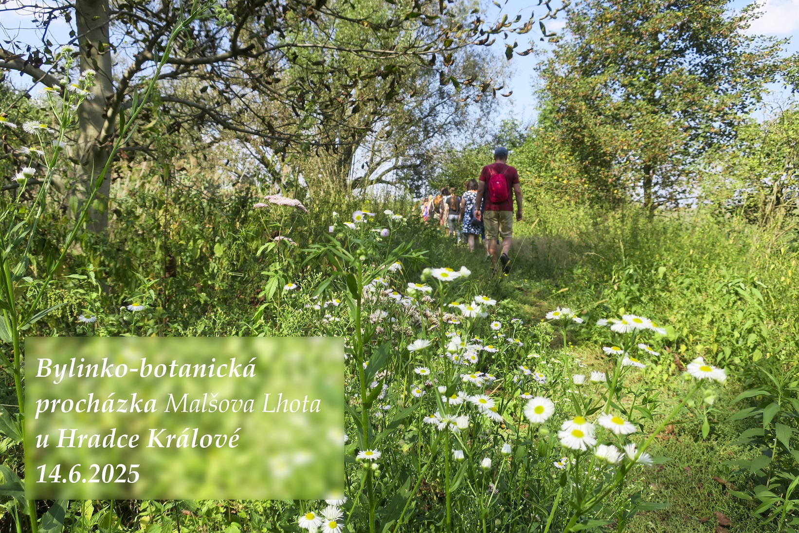 Bylinko-botanická procházka Malšova Lhota u Hradce Králové 14.6.2025