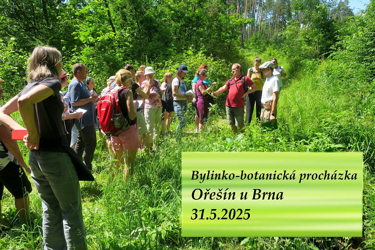Bylinko-botanická procházka u Brna (Ořešín) 31.5.2025