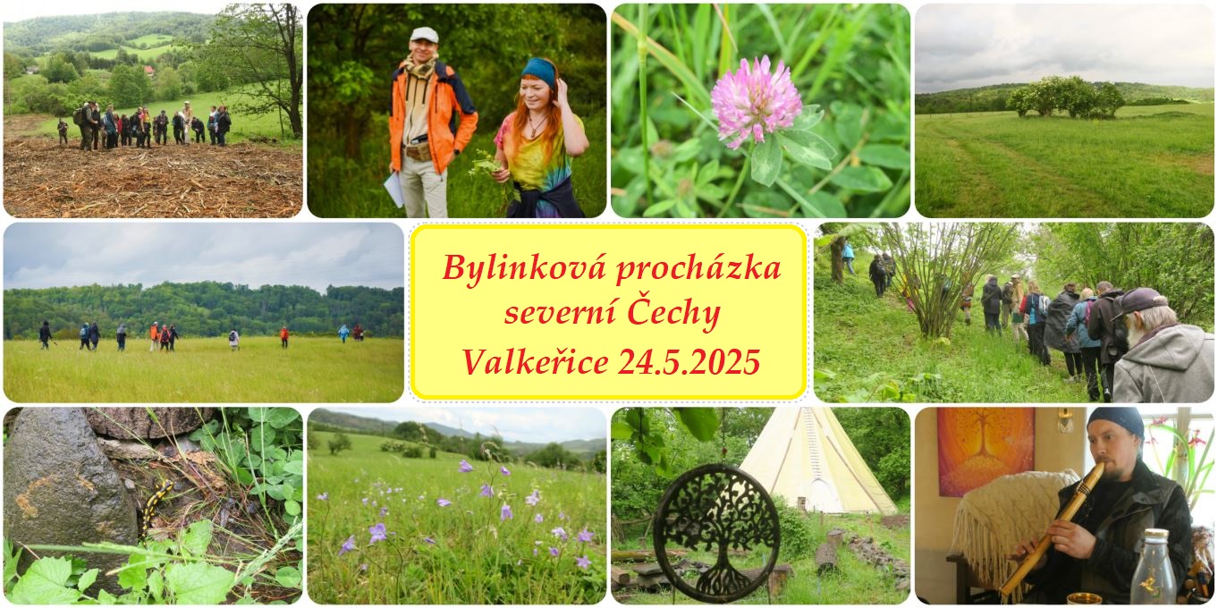 Procházka za jarními bylinkami, severní Čechy (Valkeřice) 24.5.2025