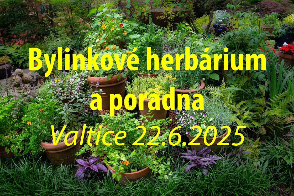 Bylinkové herbárium a poradna - Valtice 22.6.2025