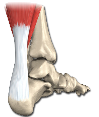 achillova slacha zanet achillovy slachy byliny bylinky babske rady obklady masti koupele