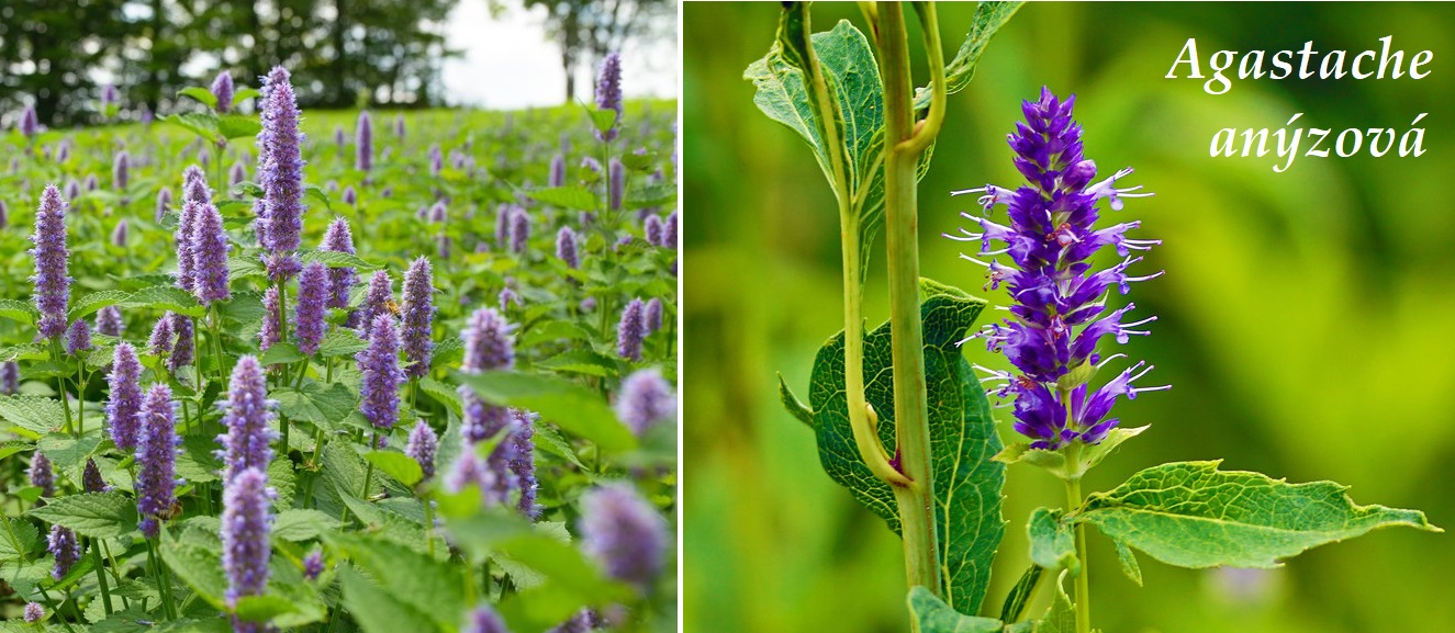 Agastache anýzová - účinky na zdraví, použití, využití, užívání, pěstování
