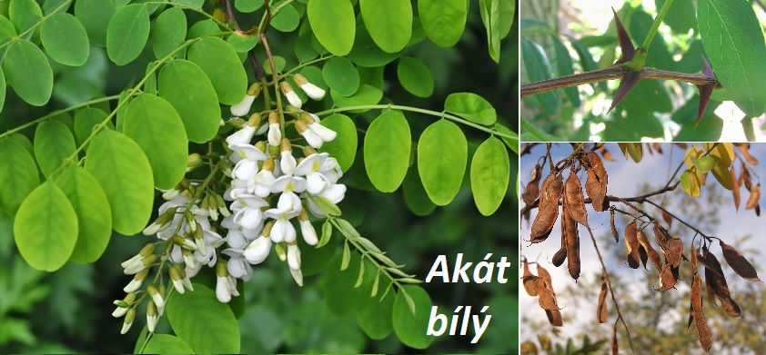 Akát bílý - účinky na zdraví, co léčí, použití, užívání, využití, pěstování