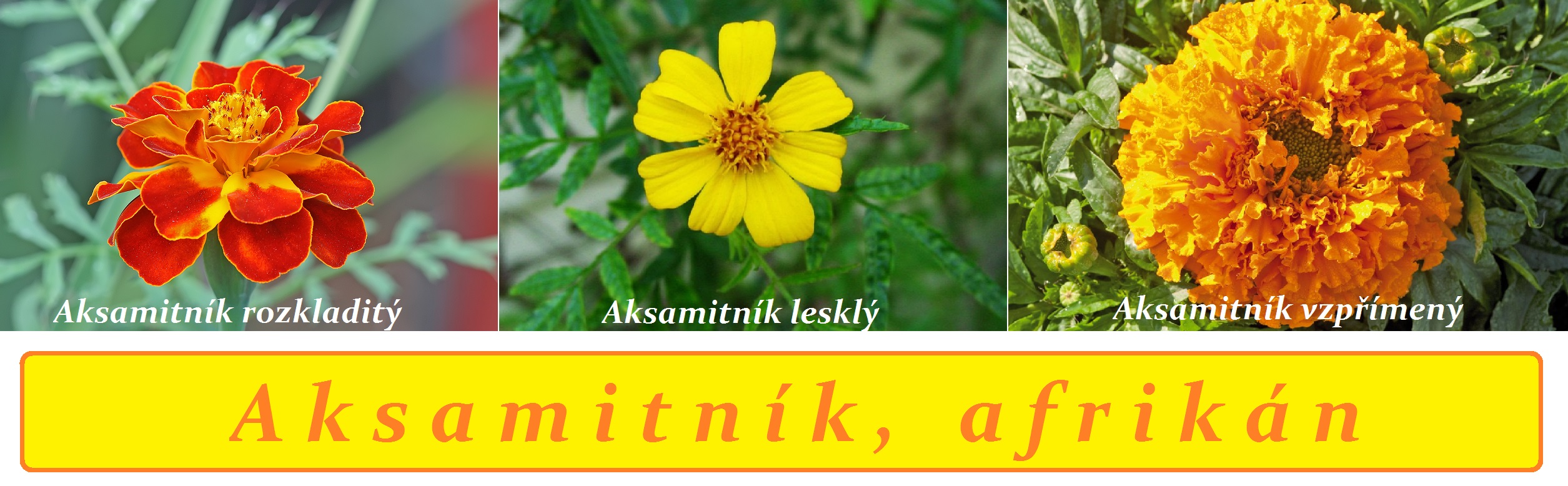 Aksamitník, afrikán - účinky na zdraví, co léčí, použití, užívání, využití, pěstování