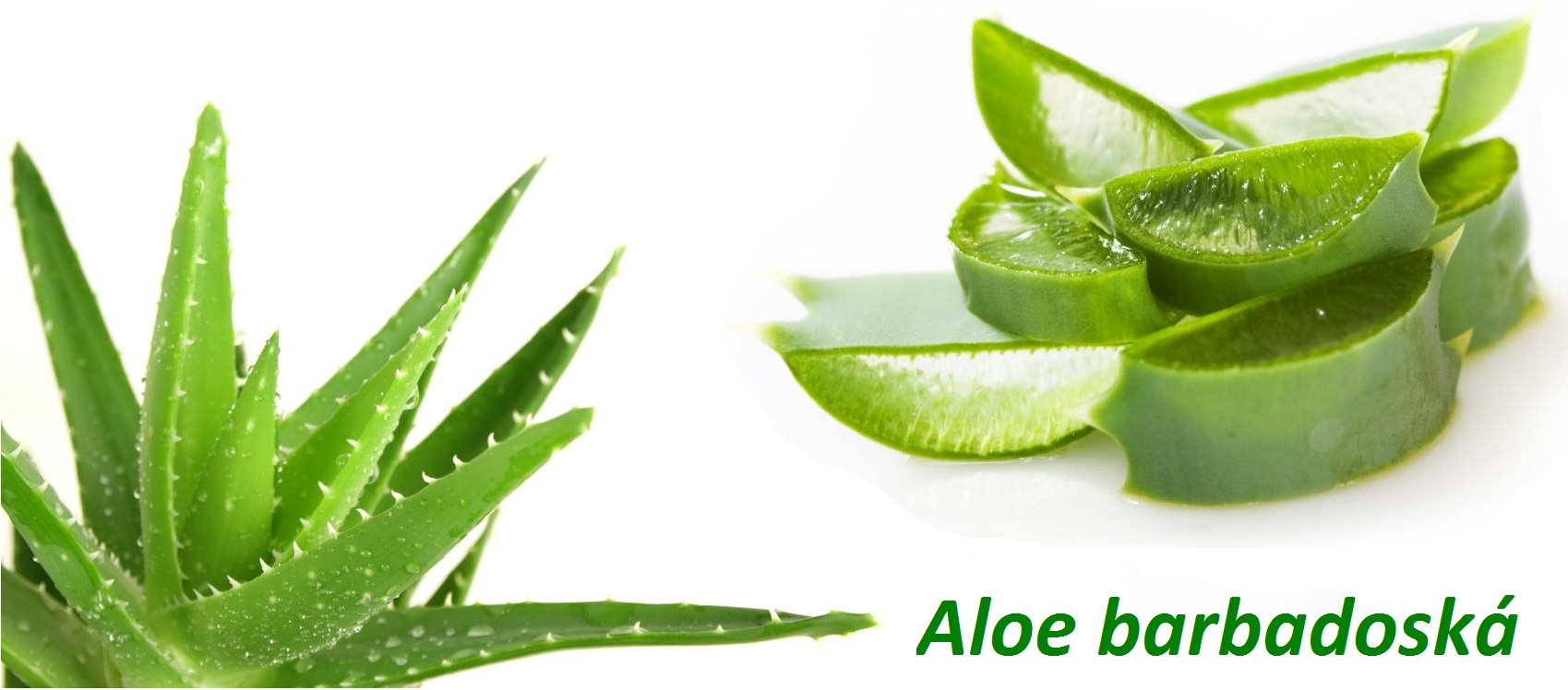 Aloe barbadoská - účinky na zdraví, co léčí, použití, užívání, využití, pěstování, nežádoucí účinky