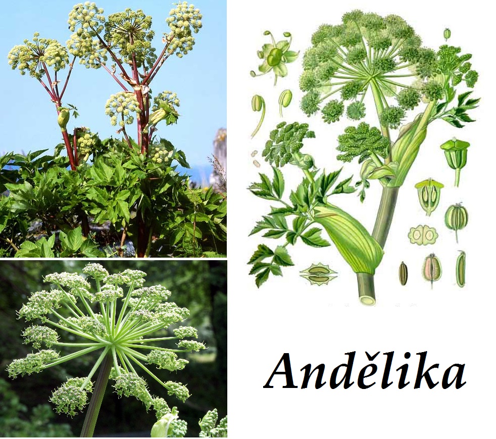 Andělika - účinky na zdraví, co léčí, použití, užívání, využití