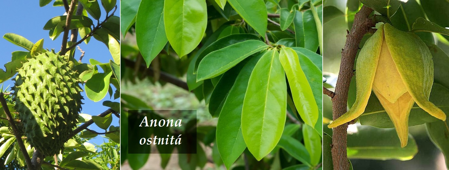 Anona ostnitá, graviola - účinky na zdraví, co léčí, použití, užívání, využití, pěstování