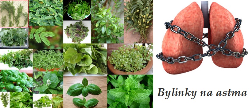 Astma, zánět průdušek - byliny, bylinky, babské rady, čaje
