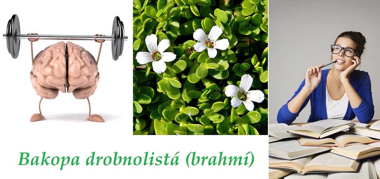 Bakopa, brahmí - účinky na zdraví, co léčí, použití, užívání, využití, pěstování