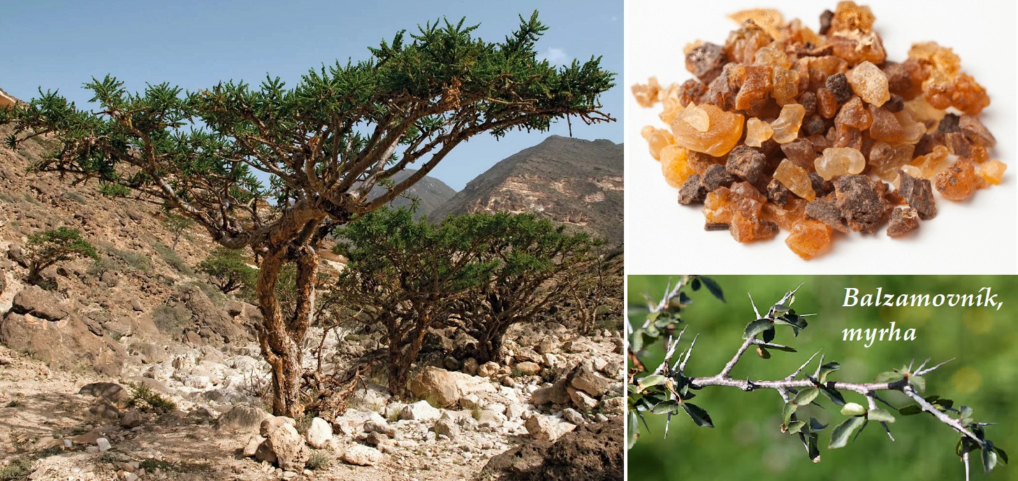 Balzámovník, myrhovník, myrha - účinky na zdraví, co léčí, použití, užívání, využití, dávkování, co sbíráme, pěstování