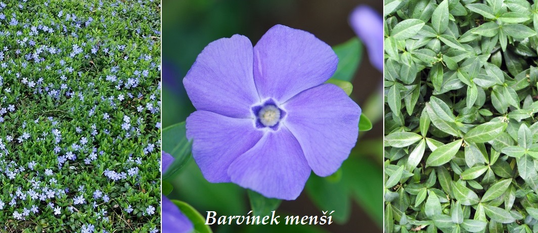 Barvínek menší - účinky na zdraví, co léčí, použití, užívání, využití, pěstování