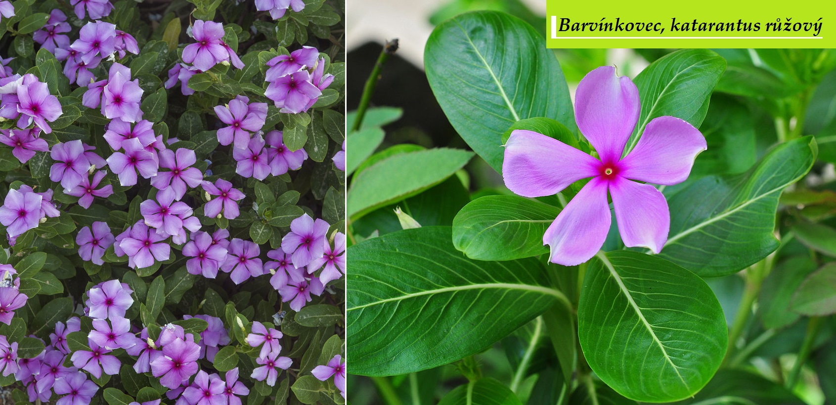 Barvínkovec, katarantus růžový - účinky na zdraví, co léčí, použití, užívání, využití