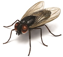 bazalka odpuzuje mouchy