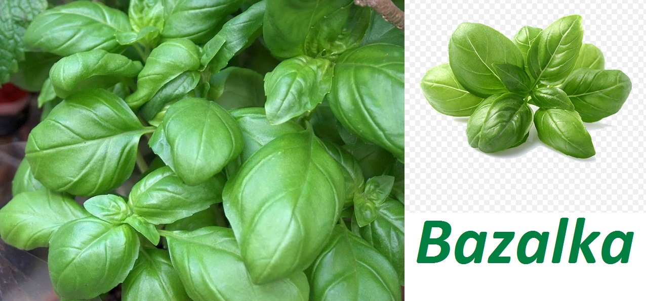 Bazalka - účinky na zdraví, co léčí, použití, užívání, využití