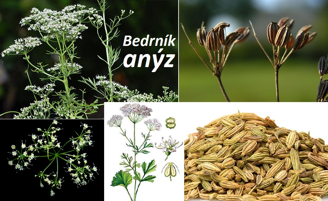 Bedrník anýz -  účinky, co léčí, použití, užívání, využití pro zdraví, pěstování, dávkování