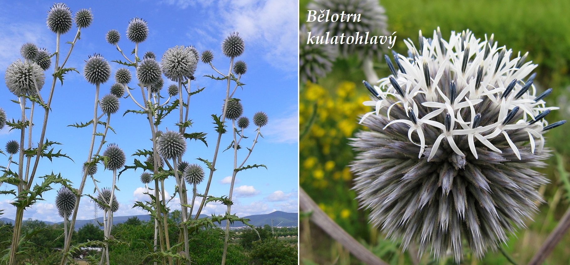 Bělotrn - účinky na zdraví, co léčí, použití, užívání, využití