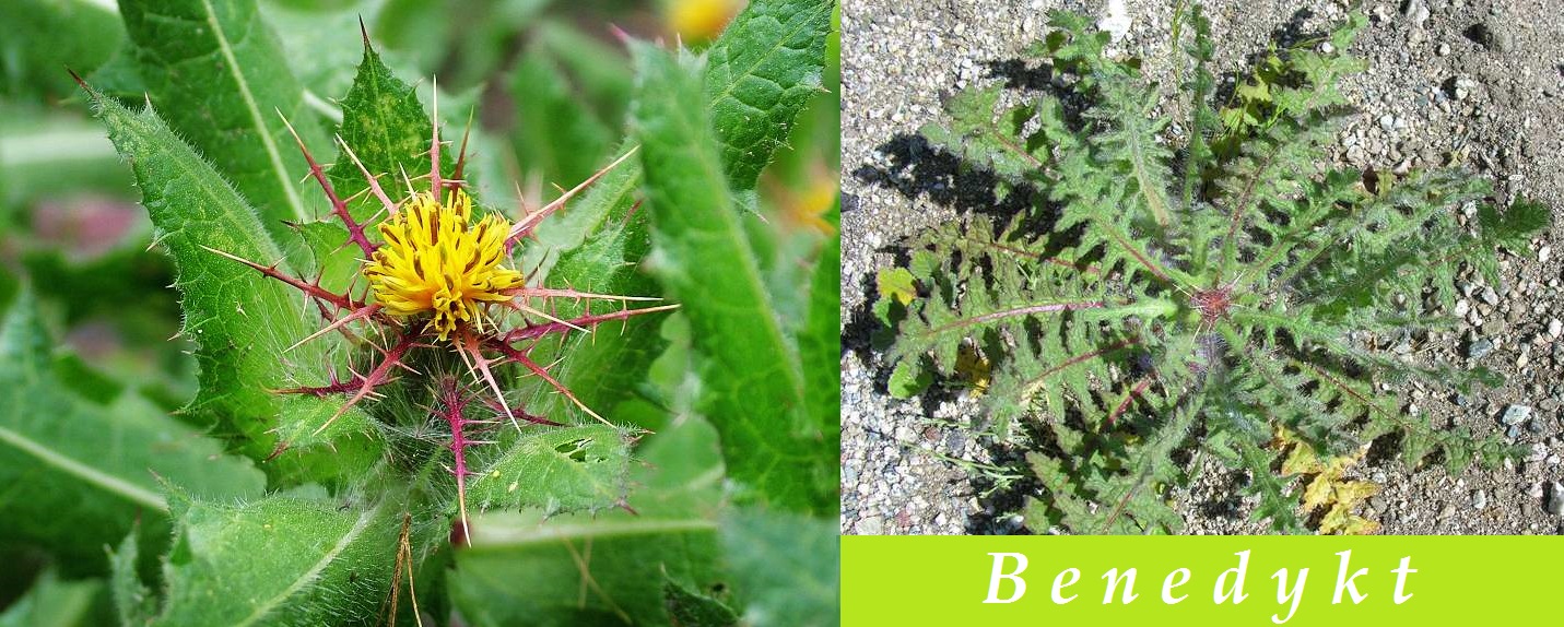 Benedykt, benedikt, čubet, bodlák - účinky na zdraví, co léčí, použití, užívání, využití