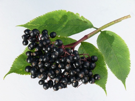 Džem z bobulí černého bezu, bezinek - recept, postup, návod, příprava, suroviny, ingredience