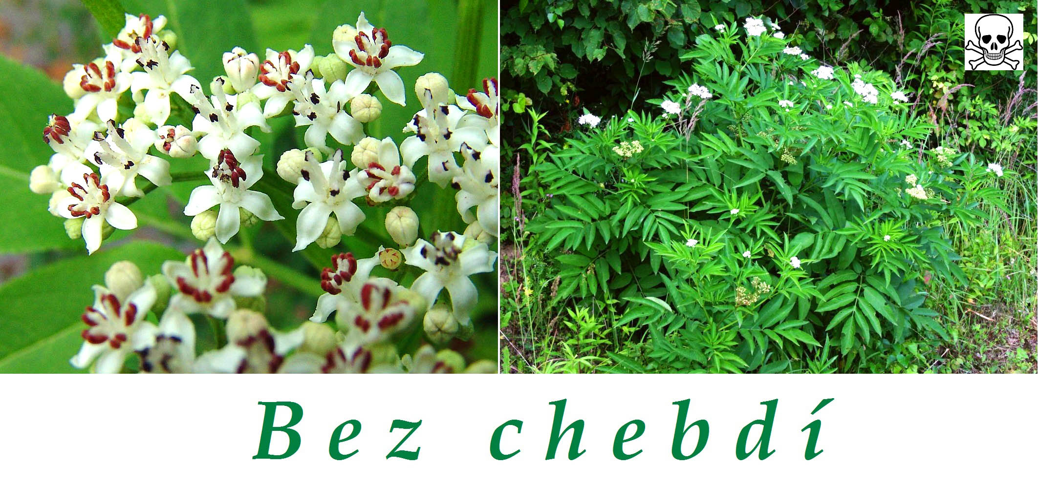 Bez chebdí - účinky na zdraví, příznaky otravy, fotografie