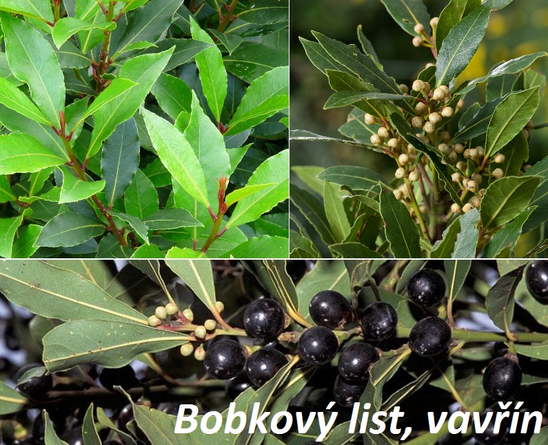 Bobkový list, vavřín - účinky na zdraví, co léčí, použití, užívání, využití, pěstování, historie a zajímavosti