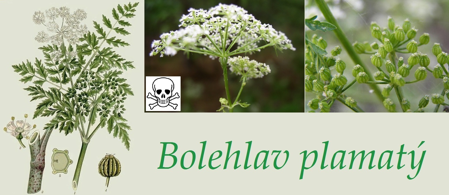 Bolehlav plamatý - účinky na zdraví, příznaky, otravy, fotografie, pověsti