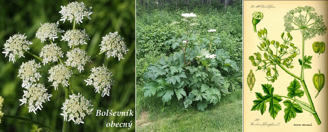 Bolševník obecný - účinky na zdraví, co léčí, použití, užívání, využití