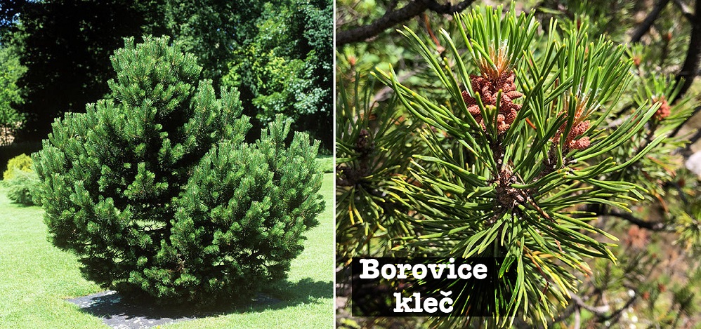 Borovice kleč - účinky, co léčí, použití, užívání, využití pro zdraví, dávkování 