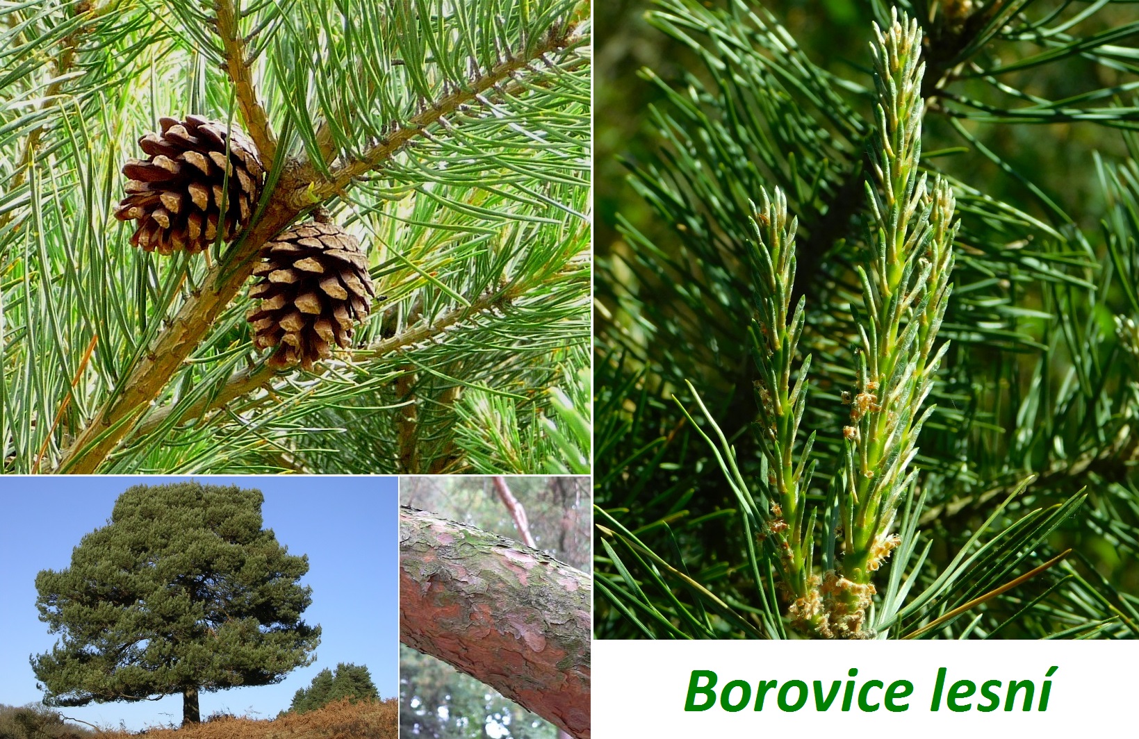 Borovice -  účinky, co léčí, použití, užívání, využití pro zdraví, dávkování