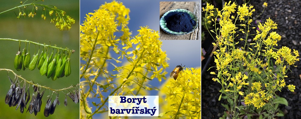Boryt barvířský - účinky na zdraví, co léčí, použití, užívání, využití, pěstování