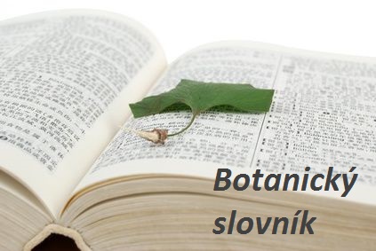 Botanický slovník (130 pojmů) a obrázková anatomie rostlin (květy, listy, stonky, žilnatina)