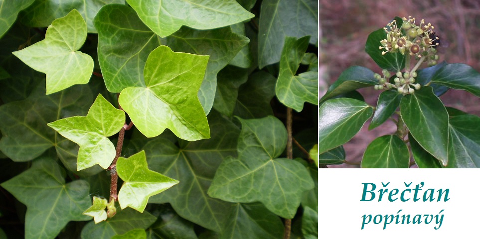 Břečťan - účinky na zdraví, co léčí, použití, užívání, využití