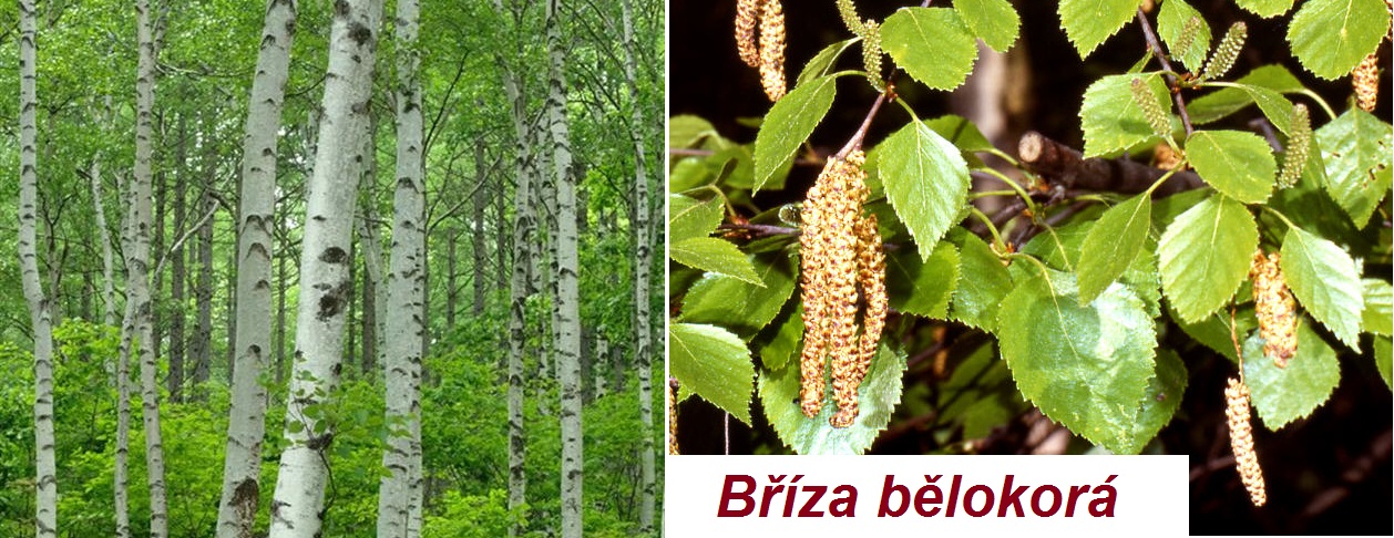 Bříza - účinky na zdraví, co léčí, použití, užívání, využití