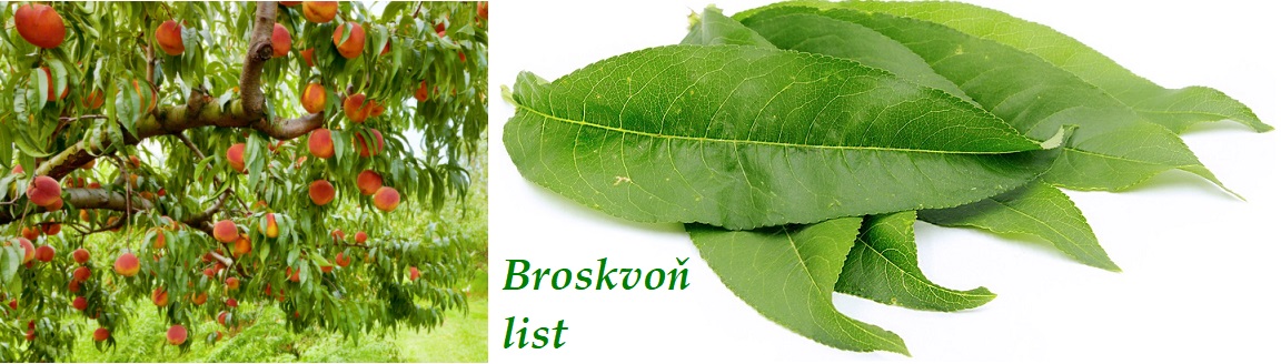 Broskvoň, broskev list - účinky na zdraví, co léčí, použití, užívání, využití