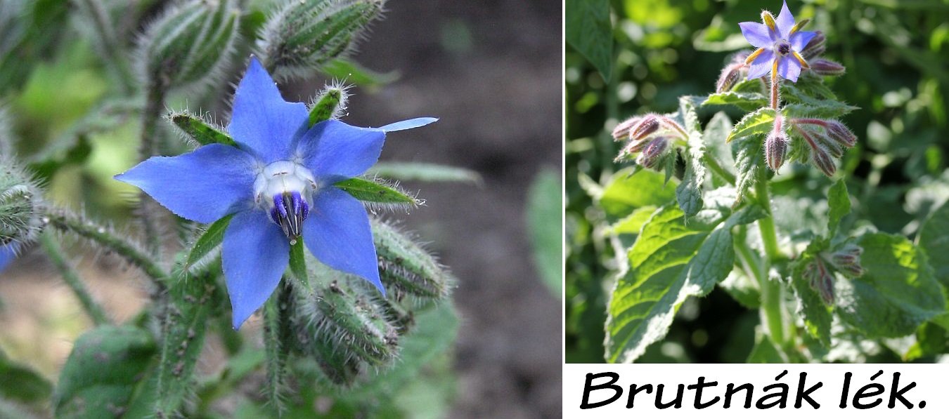 Brutnák - účinky na zdraví, co léčí, použití, užívání, využití