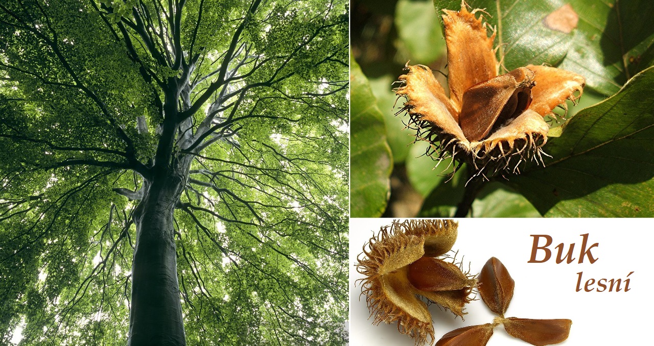 Buk lesní - účinky na zdraví, co léčí, použití, užívání, využití