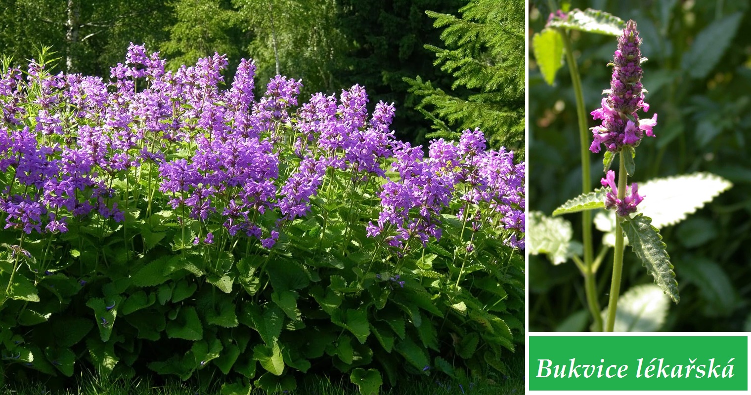 Bukvice lékařská - účinky na zdraví, co léčí, použití, užívání, využití