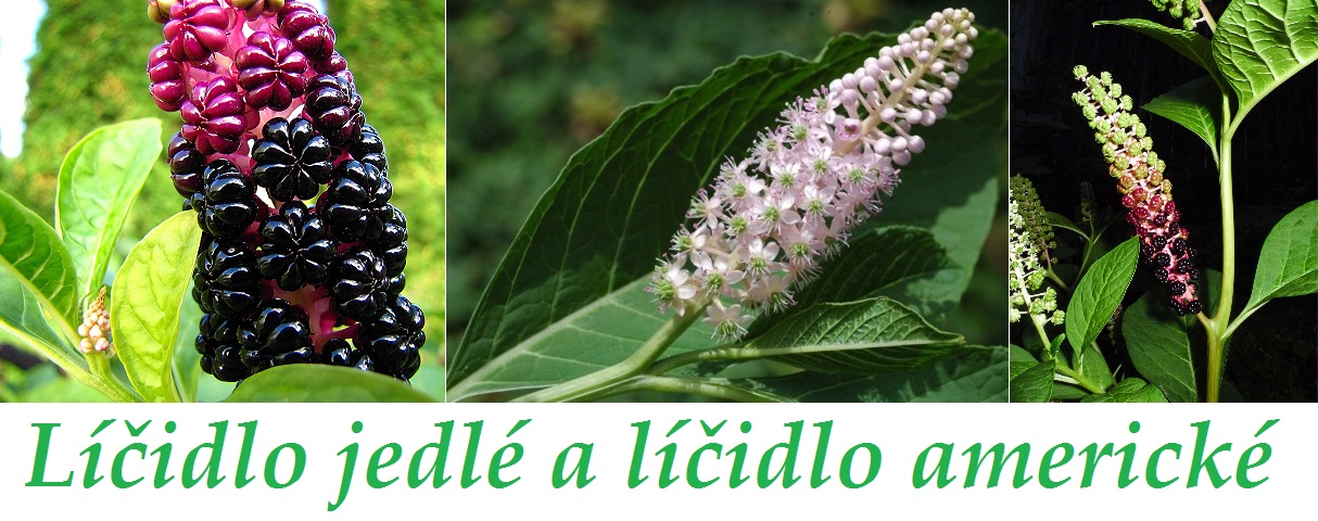 Bylina líčidlo jedlé, americké - účinky, vliv na zdraví člověka, užívání, použití