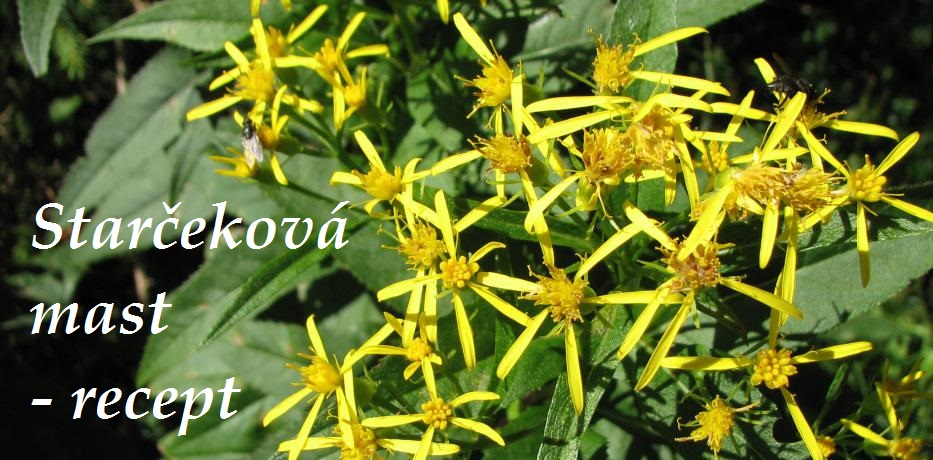 Obklad, mastička z byliny starček Fuchsův na špatně se hojící rány, spáleniny a bodnutí od hmyzu - recept, výroba mastičky