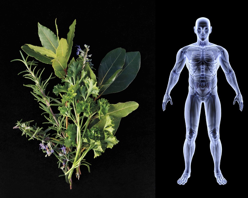 Bylinky a nemoci - využití bylinek, které bylinky se využívají pro které nemoci