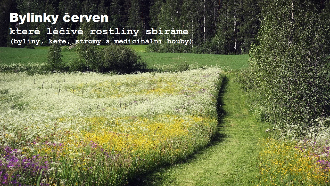 Bylinky červen - 100 rostlin, které můžete sbírat (byliny, keře, stromy, lišejníky, medicinální houby)