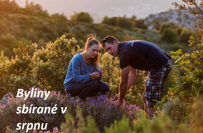 bylinky srpen bylinky a rostliny sbirane v srpnu 2
