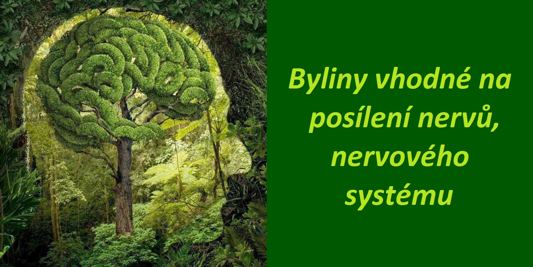 Byliny na posílení nervů a nervového systému