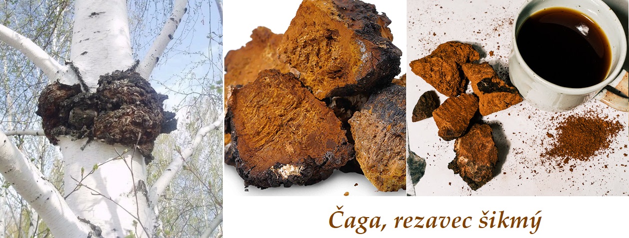 Čaga, rezavec šikmý - účinky na zdraví, co léčí, použití, užívání, využití, pěstování