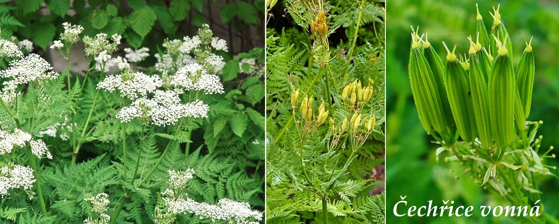 Čechřice - účinky na zdraví, co léčí, použití, užívání, využití, pěstování