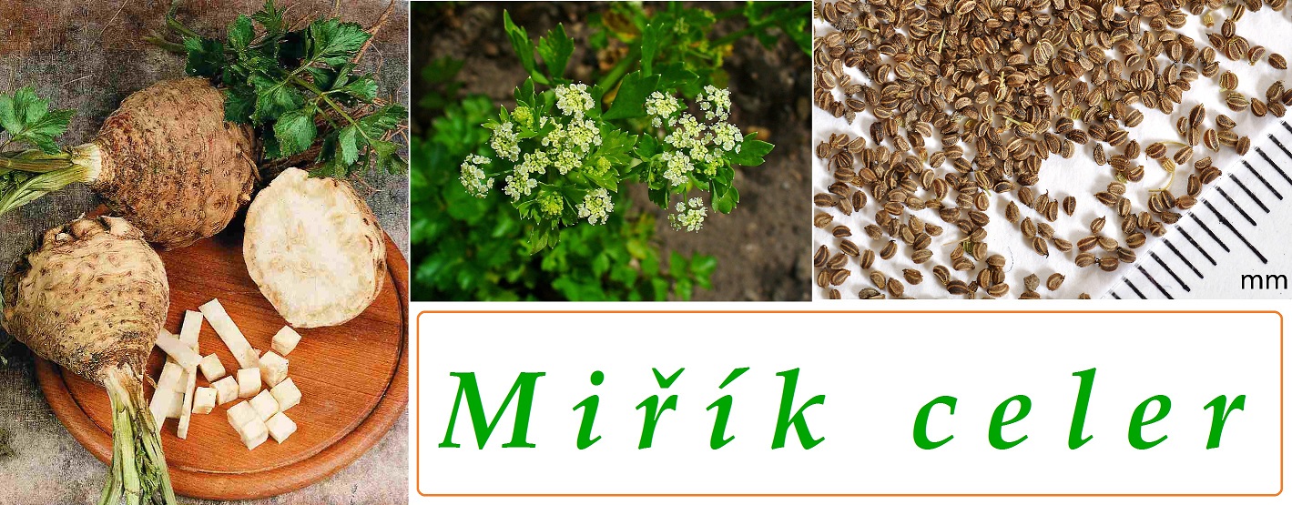 Celer, miřík celer - účinky na zdraví, použití, užívání, využití, co léčí, pěstování, škůdci a nemoci celeru