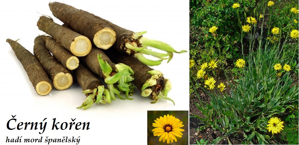 Černý kořen, hadí mord španělský - účinky na zdraví, co léčí, použití, užívání, využití, pěstování, škůdci a nemoci černého kořene, hadího moru
