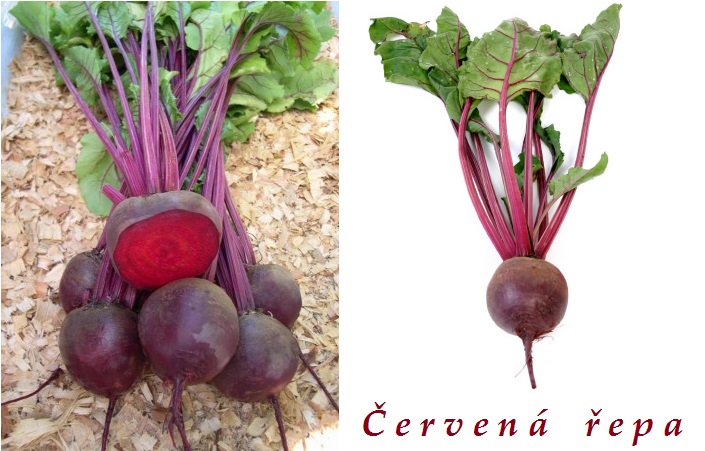 Červená řepa - účinky na zdraví, co léčí, použití, užívání, využití, pěstování, škůdci a nemoci řepy