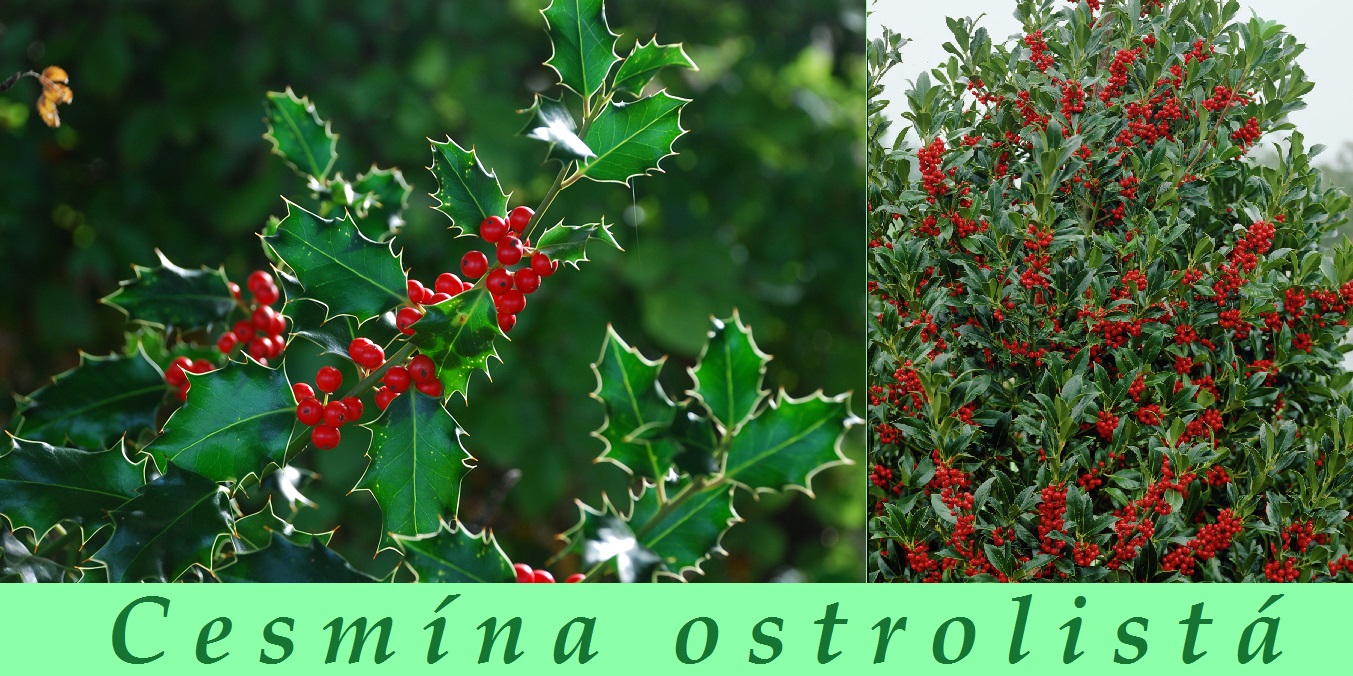 Cesmína ostrolistá - účinky, co léčí, použití, užívání, využití pro zdraví