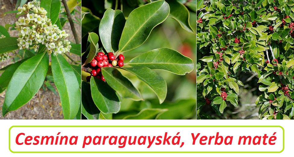 Cesmína paraguayská yerba maté účinky na zdraví použití využití pěstování náhrada kávy