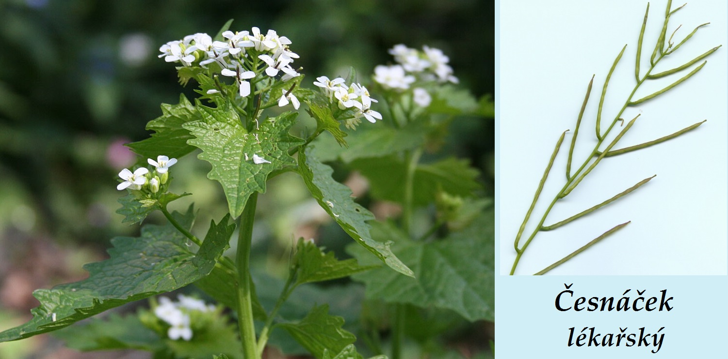Česnáček lékařský - účinky, co léčí, použití, užívání, využití pro zdraví